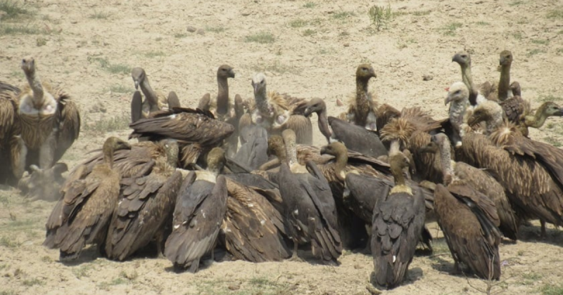 गिद्ध संरक्षण सप्ताह : राप्ती किनारामा सरसफाइ